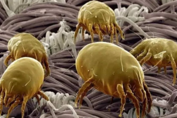 PLA Fibers: The New Anti-Mite Solution for Home Textiles