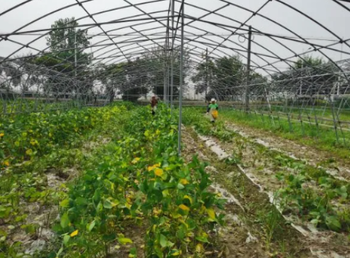 Innovative Technology Drives Sustainable Facility Vegetable Production