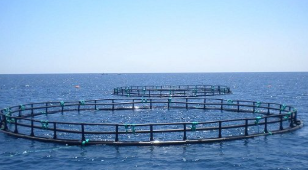 Innovative “Wind-Fishery Integration” Model Bears Fruit in Zhuhai Jinwan