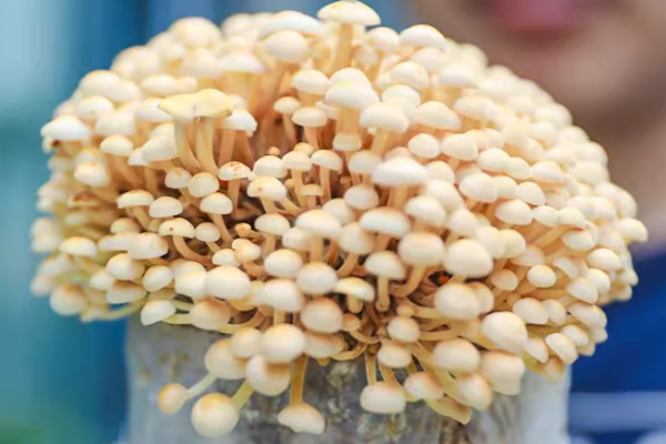 Collaboration in Action: Cross-Strait Mushroom Cultivation Standards