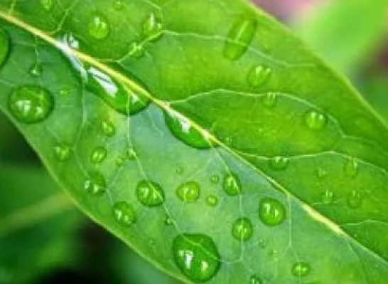 New Discovery: Atmospheric Microplastics Enter Food Chain via Plant Leaf Absorption