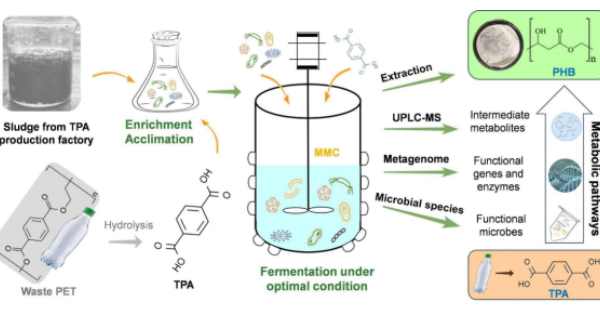 From Plastic Pollution to Sustainable Polymers: Mixed Microbes Transform PET Waste into PHA