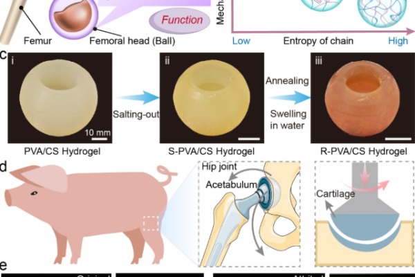 From Lab to Clinic: Chinese Researchers Unveil ‘Rigid-Flexible’ Hydrogels to Mimic Natural Cartilage Lubrication
