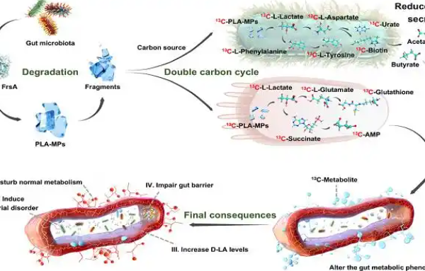 From Plastic to Metabolite: Scientists Trace PLA’s Surprising Path Through Living Systems